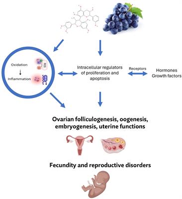The multiple actions of grape and its polyphenols on female reproductive processes with an emphasis on cell signalling